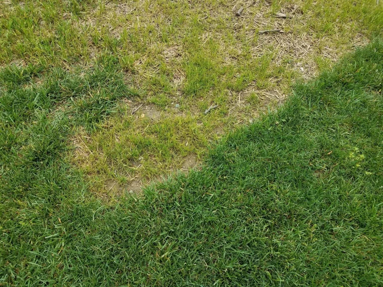 Eine Grasfläche mit braunen Stellen