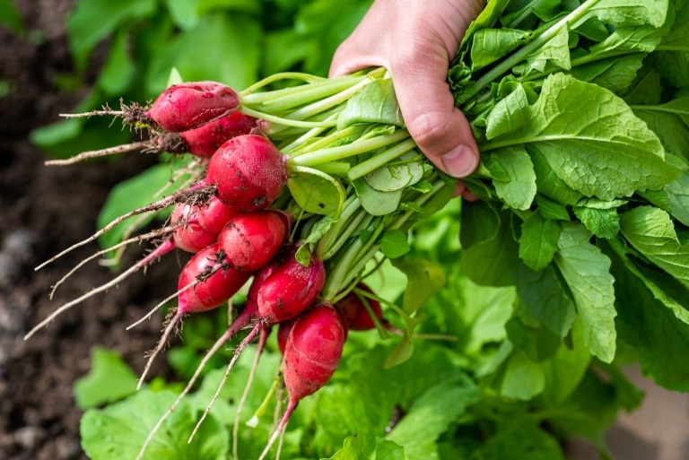 In the hands of a bunch of fresh radishes, just picked from the garden